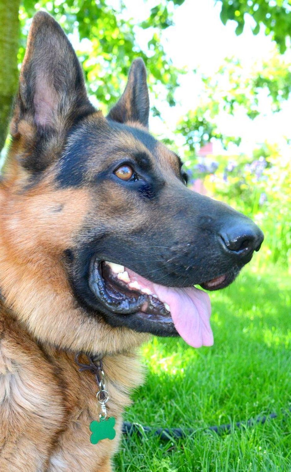 Blaszka dla pupila kość 3,7 cm z miejscem na grawer Kość green L. Blaszka w formie adresówki, identyfikatora dla psa. Blaszka z miejscem na grawer. Na adresówce możemy wygrawerować np. imię psa i nr telefonu do właściciela..jpg